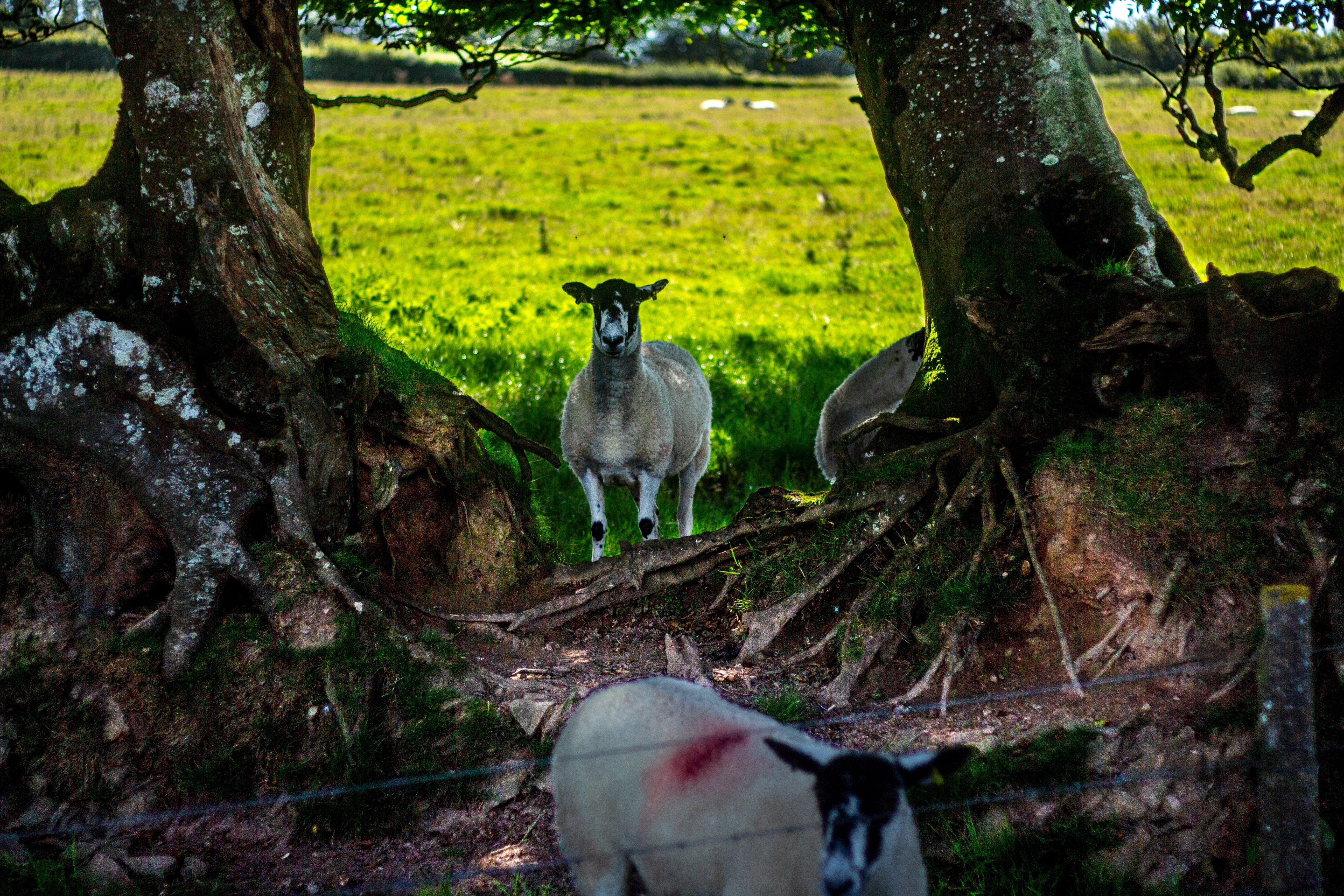 jack mccarthy drone dslr sheep train